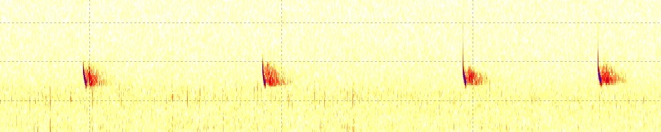 Swedish Bat Spectrograms